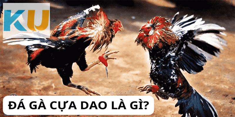 Đá Gà Cựa Dao - Hướng Dẫn Cách Chơi Thắng Cho Mọi Kê Thủ 1 Giới thiệu về bộ môn đá gà cựa dao Kubet