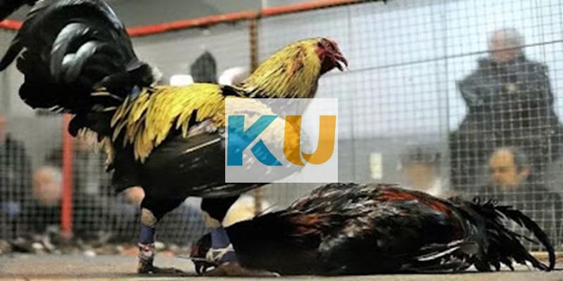 Đá Gà Cựa Dao - Hướng Dẫn Cách Chơi Thắng Cho Mọi Kê Thủ 2 Kinh nghiệm chơi đá gà cựa dao dựa vào đặc điểm chiến kê bất bại