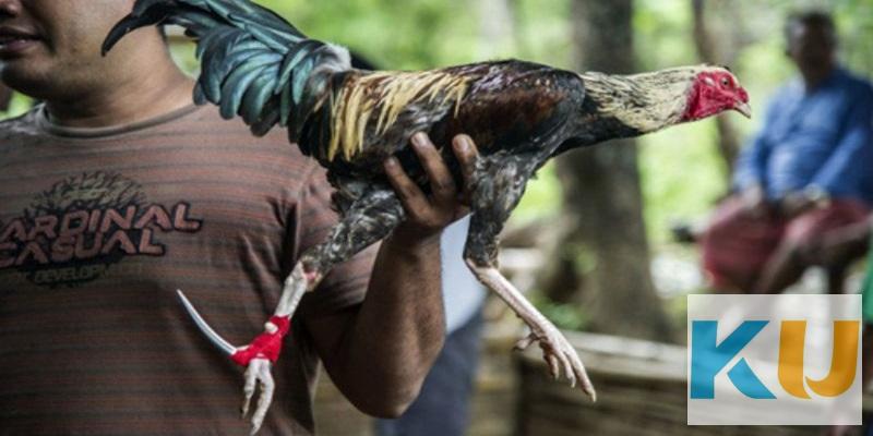 Đá Gà Cựa Dao - Hướng Dẫn Cách Chơi Thắng Cho Mọi Kê Thủ 3 Lý do người chơi nên tham gia đặt cược đá gà Kubet