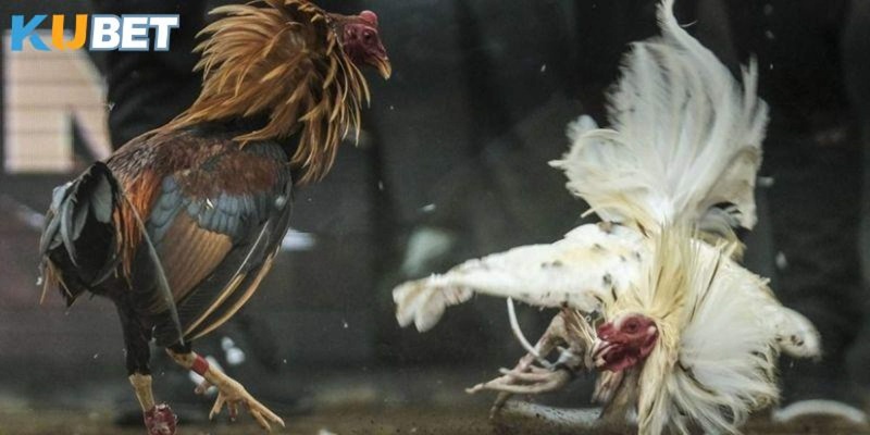 Đá Gà Kubet 5 Tham gia khuyến mãi đá gà Kubet