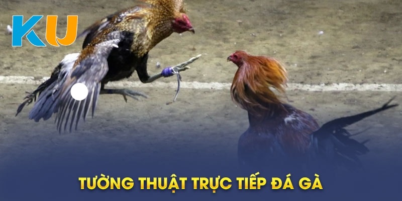 Đá Gà Kubet 3 Nạp tiền đá gà Kubet dễ dàng