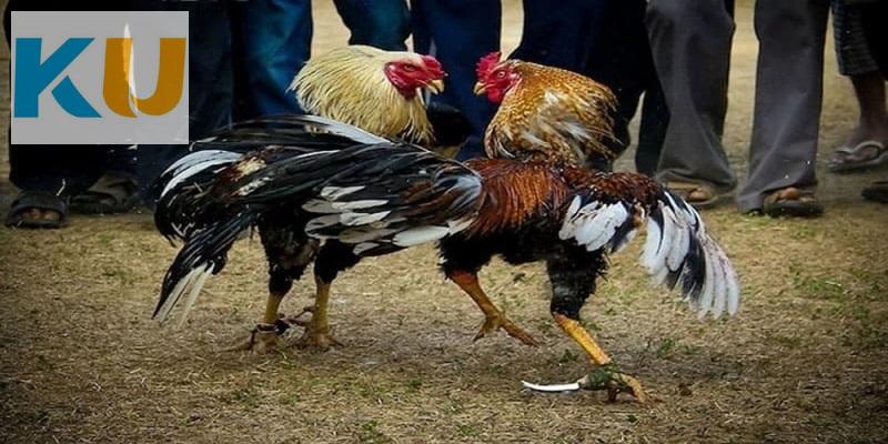Đá Gà Kubet 4 Rút tiền đá gà Kubet chỉ trong vòng 3 phút
