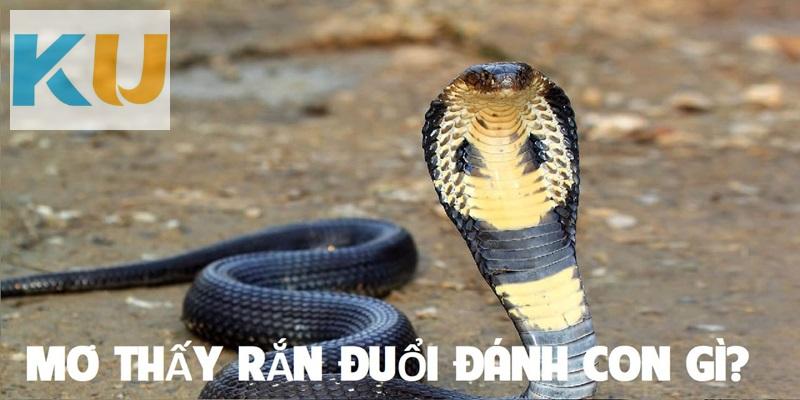 Giấc Mơ Thấy Rắn Đuổi Là Tốt Hay Xấu? Đánh Con Gì Phát Tài? 3 Nằm mơ thấy rắn đuổi lựa chọn con số may mắn nào?